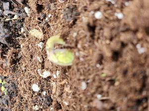 first bean peeping out