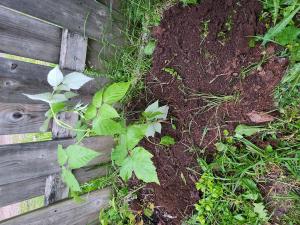 backyard raspberry planting